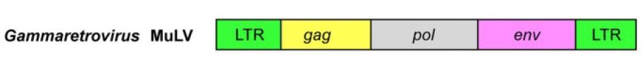 Structure du génome de gammaretrovirus
