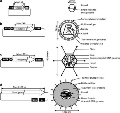 Structure du génome du vecteur rétroviral