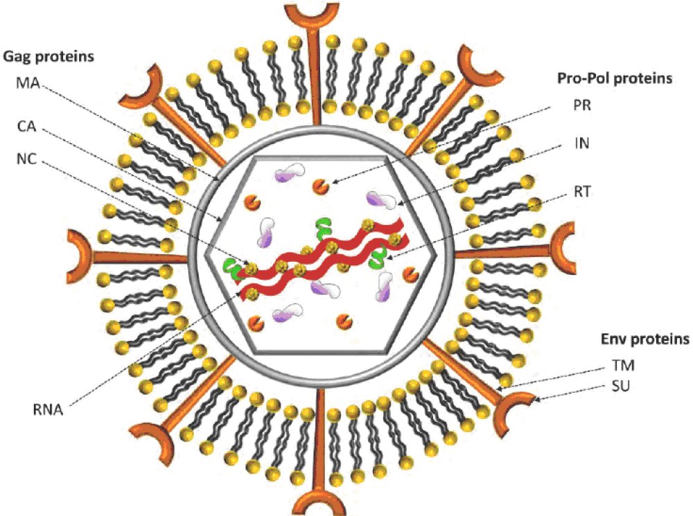 Structure du virus