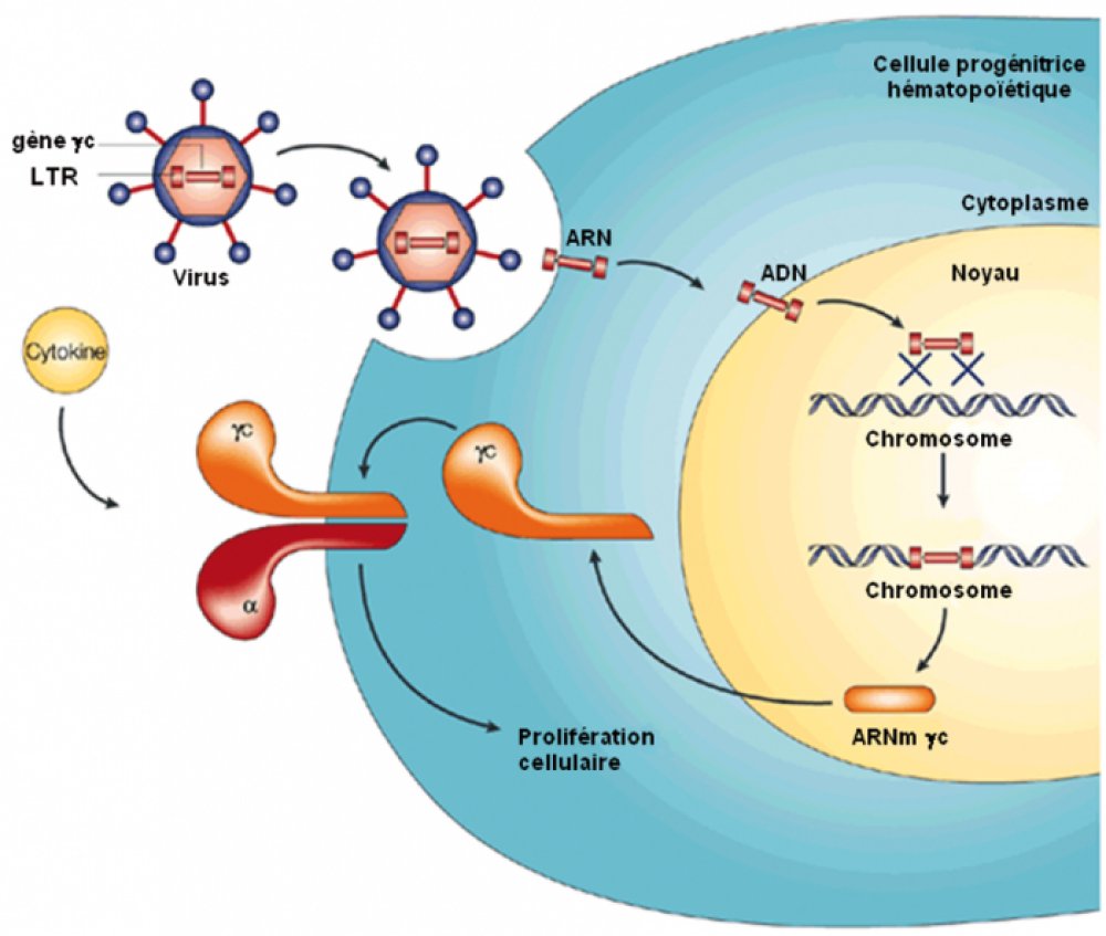 Transduction   Image2