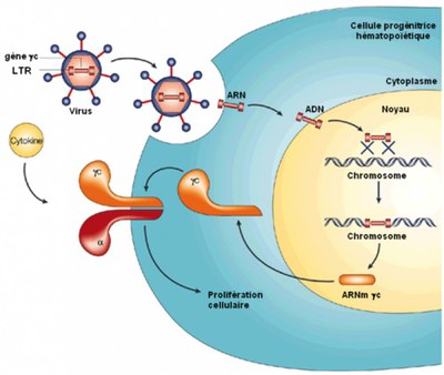 Transduction   Image2