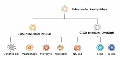 Vue simplifiée du développement des leucocytes