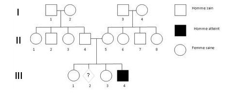 Arbre-DMD-Famille2.jpg