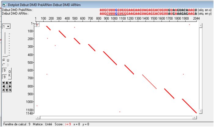 Dotplot début DMD.jpg