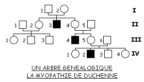 Arbre-Famille1-DMD