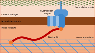 Dystrophine image1