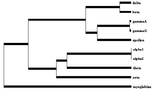 Globines   Arbre phylogénétique