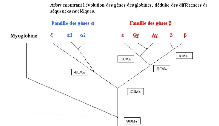 Globines   Evolution