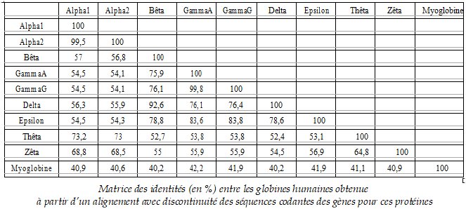 Globines   Matrice des identités