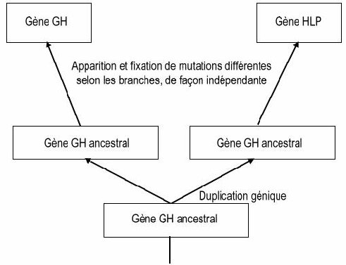 Hormones   Evolution   Famille GH