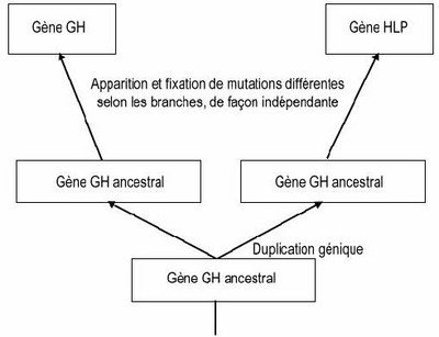 Hormones   Evolution   Famille GH