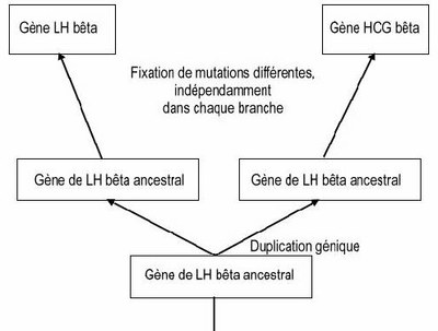 Hormones   Evolution   Famille LH