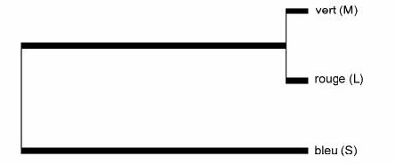 Opsines   Arbre phylogénétique