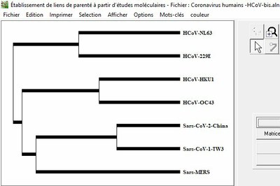 HCOV-Phylogenie.jpg