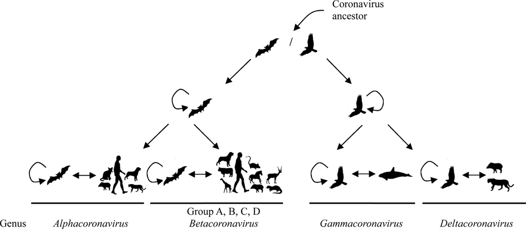 A model of CoV evolution   Woo