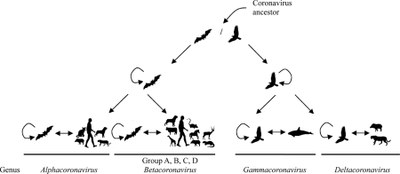 A model of CoV evolution   Woo