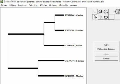 Arbre coronavirus animaux