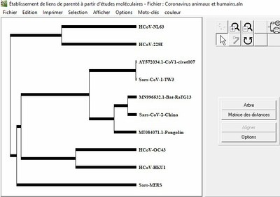 Arbre coronavirus CoV1 CoV2 et réservoirs animaux