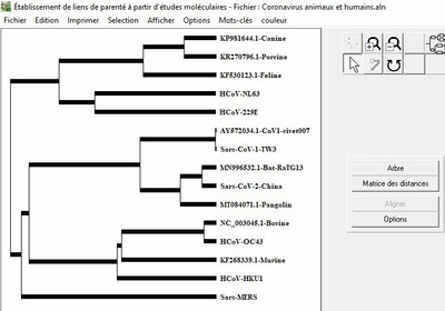 Arbre tous cov animaux et humains