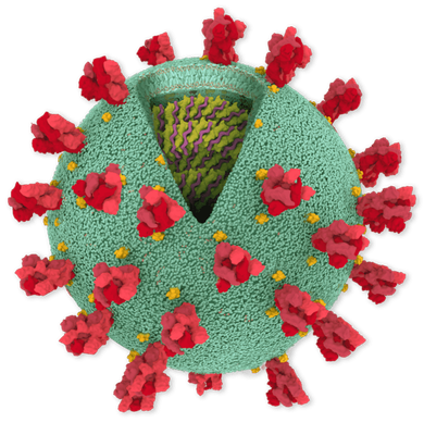 coronavirus cutaway 600