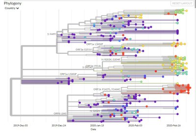 Arbre 356 séquences avec indication des aa mutés