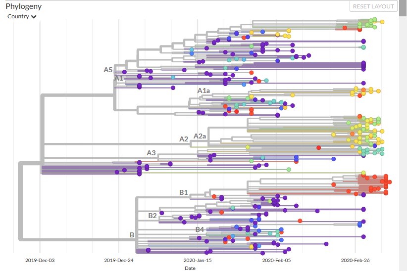Arbre avec indication des clades