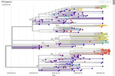 Arbre avec indication des clades