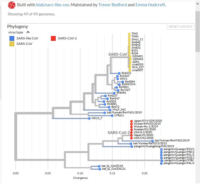 Arbre général des coronavirus Nextstrain