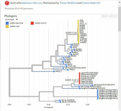 Arbre général des coronavirus Nextstrain