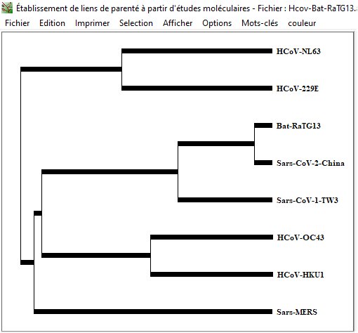 Coronavirus humains et Bat RaTG13 Arbre