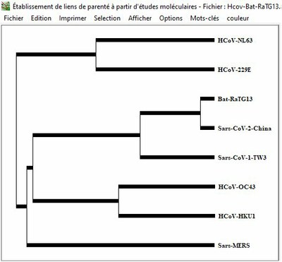 Coronavirus humains et Bat RaTG13 Arbre