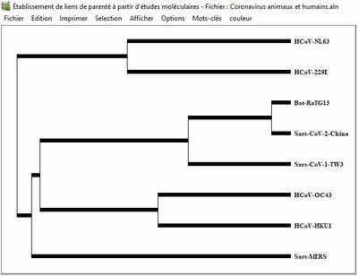 Coronavirus humains et Bat RaTG13
