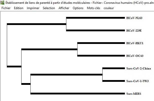 Phylogénie HCOV Pro