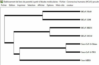 Phylogénie HCOV Pro