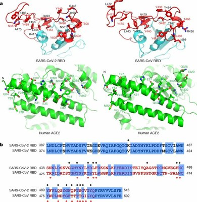RBD Sars CoV 2 ACE2