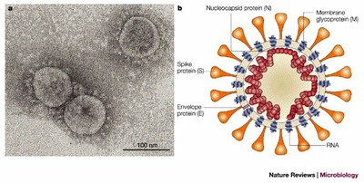 Structure du Sars CoV-1 (nature reviews microbiology 2003)