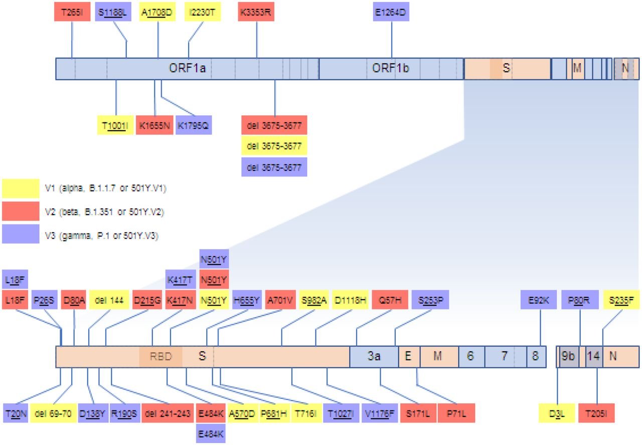 SARS CoV 2 35 signatures