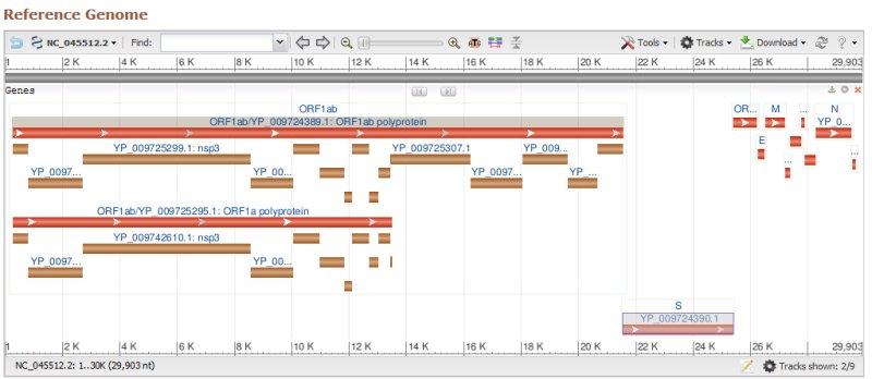 Structure du genome COV2