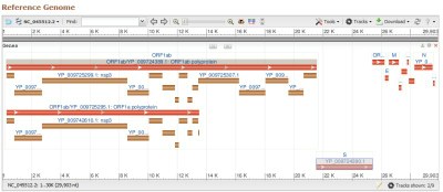 Structure du genome COV2