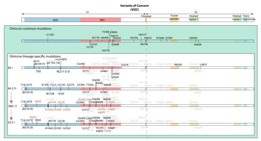 Variants Omicron   13 08 2023