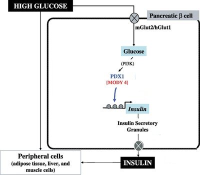 Action Glucose par PDX1-New.jpg