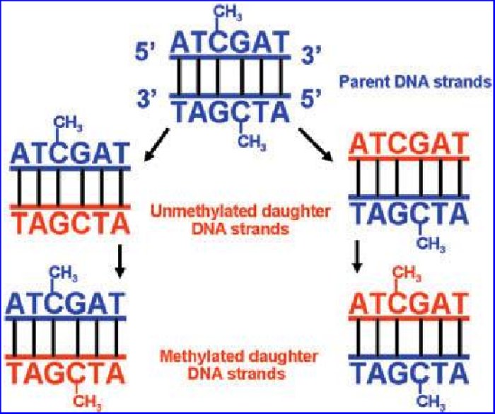 DNA methylation