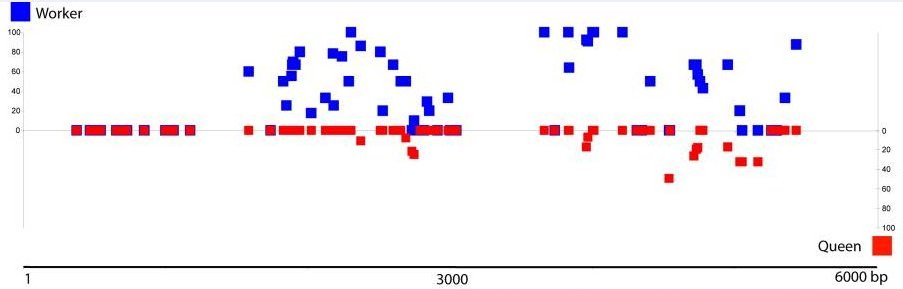 Position CpG méthylés - épissage-New.jpg