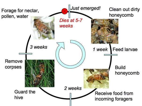 Calendrier de travail des ouvrières.jpg
