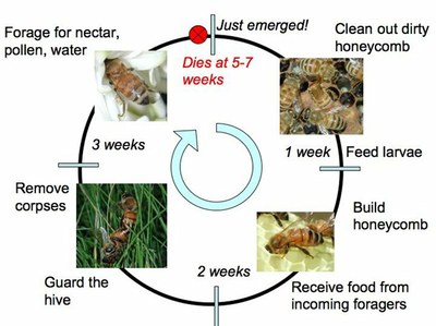 Calendrier de travail des ouvrières.jpg