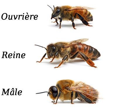 Castes abeilles-2.jpg