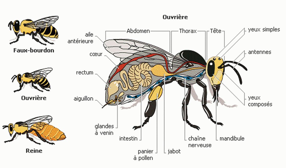 Castes abeilles.jpg