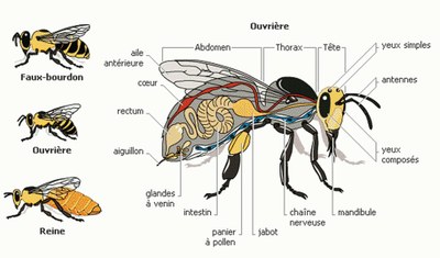 Castes abeilles.jpg