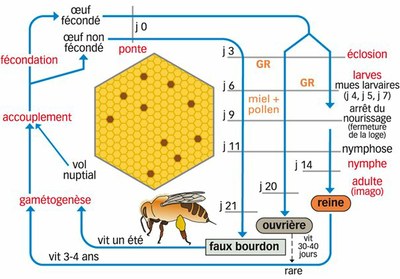 Cycle de vie de l'abeille.jpg