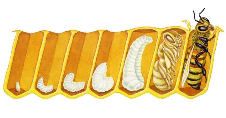 De l'oeuf à la larve.jpg